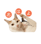 双子にゃんこの日常（個別スタンプ：6）