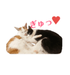 双子にゃんこの日常（個別スタンプ：8）