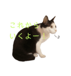 双子にゃんこの日常（個別スタンプ：9）