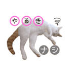 双子にゃんこの日常（個別スタンプ：10）