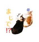 双子にゃんこの日常（個別スタンプ：11）