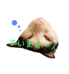 双子にゃんこの日常（個別スタンプ：12）