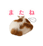 双子にゃんこの日常（個別スタンプ：13）