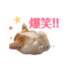 双子にゃんこの日常（個別スタンプ：14）