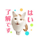 双子にゃんこの日常（個別スタンプ：15）