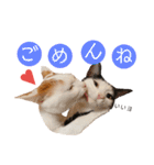 双子にゃんこの日常（個別スタンプ：16）