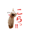 双子にゃんこの日常（個別スタンプ：17）