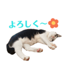 双子にゃんこの日常（個別スタンプ：18）