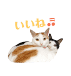 双子にゃんこの日常（個別スタンプ：19）