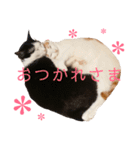 双子にゃんこの日常（個別スタンプ：20）