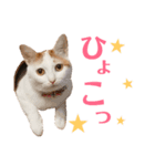 双子にゃんこの日常（個別スタンプ：21）