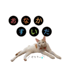 双子にゃんこの日常（個別スタンプ：22）