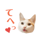 双子にゃんこの日常（個別スタンプ：23）