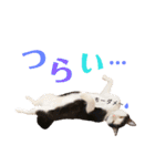 双子にゃんこの日常（個別スタンプ：24）
