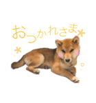 柴犬おりんⅡ（個別スタンプ：1）