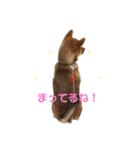 柴犬おりんⅡ（個別スタンプ：2）