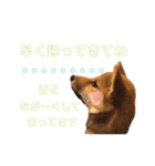 柴犬おりんⅡ（個別スタンプ：3）