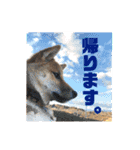 柴犬おりんⅡ（個別スタンプ：4）