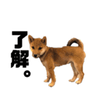 柴犬おりんⅡ（個別スタンプ：5）