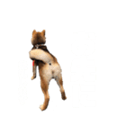 柴犬おりんⅡ（個別スタンプ：6）