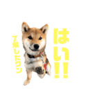 柴犬おりんⅡ（個別スタンプ：7）
