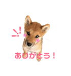 柴犬おりんⅡ（個別スタンプ：8）