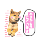柴犬おりんⅡ（個別スタンプ：9）