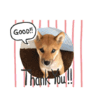 柴犬おりんⅡ（個別スタンプ：10）