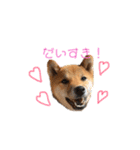 柴犬おりんⅡ（個別スタンプ：11）