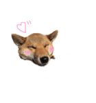 柴犬おりんⅡ（個別スタンプ：12）