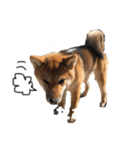 柴犬おりんⅡ（個別スタンプ：13）