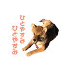 柴犬おりんⅡ（個別スタンプ：14）