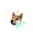 柴犬おりんⅡ（個別スタンプ：17）