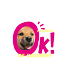 柴犬おりんⅡ（個別スタンプ：18）