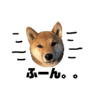 柴犬おりんⅡ（個別スタンプ：19）
