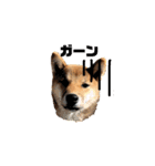 柴犬おりんⅡ（個別スタンプ：20）
