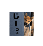 柴犬おりんⅡ（個別スタンプ：21）