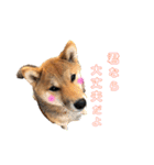 柴犬おりんⅡ（個別スタンプ：22）
