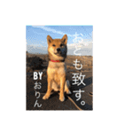 柴犬おりんⅡ（個別スタンプ：23）