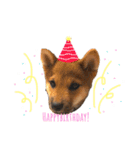 柴犬おりんⅡ（個別スタンプ：24）