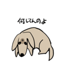 どことなく高圧的な犬（個別スタンプ：3）