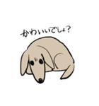 どことなく高圧的な犬（個別スタンプ：5）