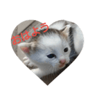 子猫のいち君＆チイちゃん改（個別スタンプ：3）