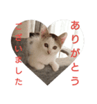 子猫のいち君＆チイちゃん改（個別スタンプ：4）