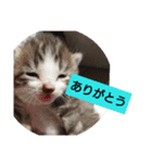 子猫のいち君＆チイちゃん改（個別スタンプ：5）