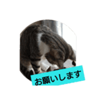 子猫のいち君＆チイちゃん改（個別スタンプ：6）
