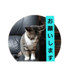子猫のいち君＆チイちゃん改（個別スタンプ：7）