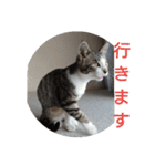 子猫のいち君＆チイちゃん改（個別スタンプ：9）