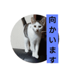 子猫のいち君＆チイちゃん改（個別スタンプ：10）