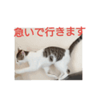 子猫のいち君＆チイちゃん改（個別スタンプ：11）